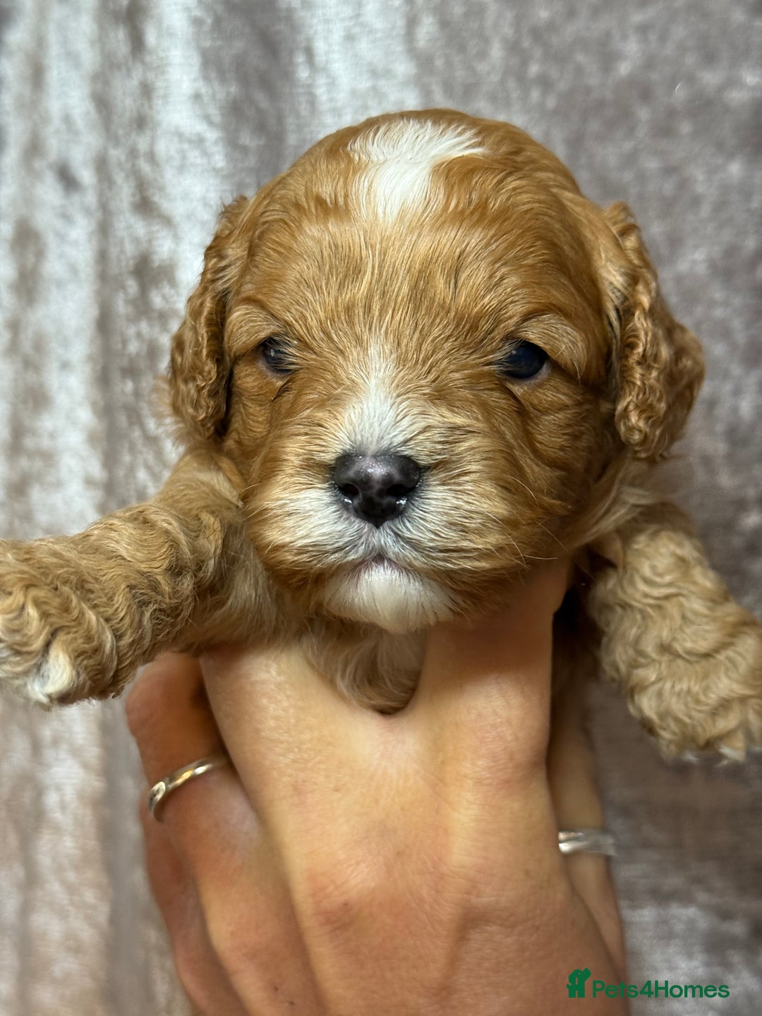 Cavapoo dogs for sale: Beautifully marked F1 Cavapoo’s  - Image 4