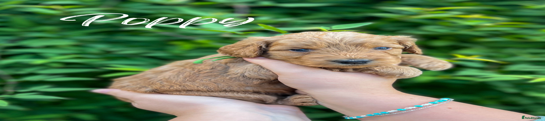 Cockapoo Puppy 3