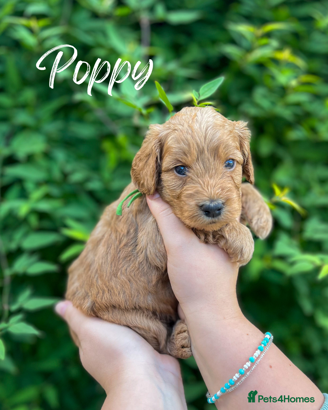 Cockapoo dogs for sale: Stunning Mini/Medium Cockapoo Puppies - Image 5