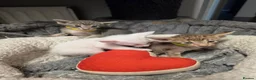 Oriental cats for sale: Gorgeous Oriental kittens! - Advert 9
