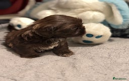 Shih Tzu dogs for sale: Shih Tzu  - Advert 22