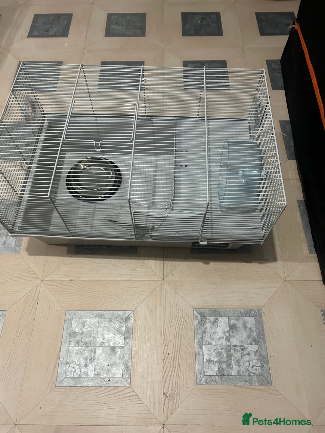 Mouse rodents for sale: Fancy mice - Advert 5