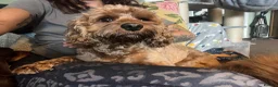 Cavapoo dogs for sale: F1 Cavapoo Deep Apricot (red/ruby) Boy for sale - Advert 3