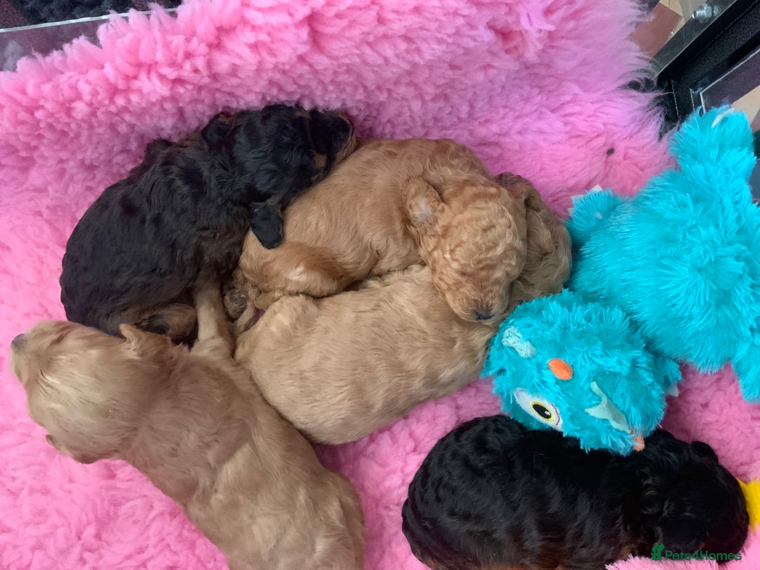 Cockapoo dogs for sale: Beautiful Cockapoo’s puppies for sale  - Advert 13
