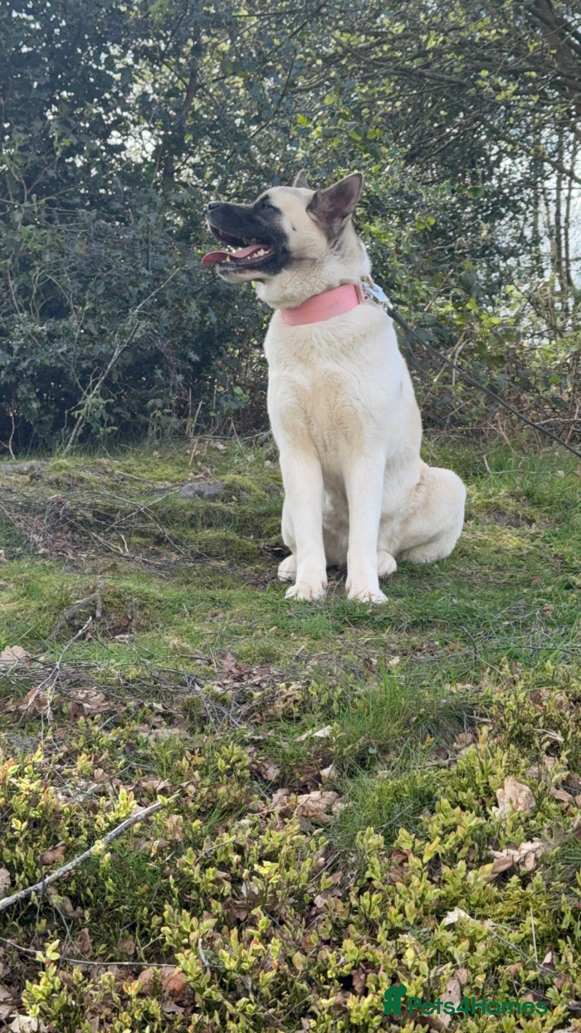 Akita dogs Beautiful Sweet American Akita Female - Advert 5