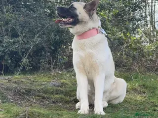 Akita dogs Beautiful Sweet American Akita Female - Advert 5