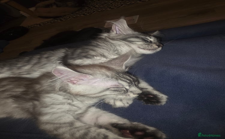 Maine Coon cats - Advert 2