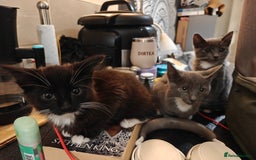 Domestic Shorthair cats for sale: Loving kittens - Image 5