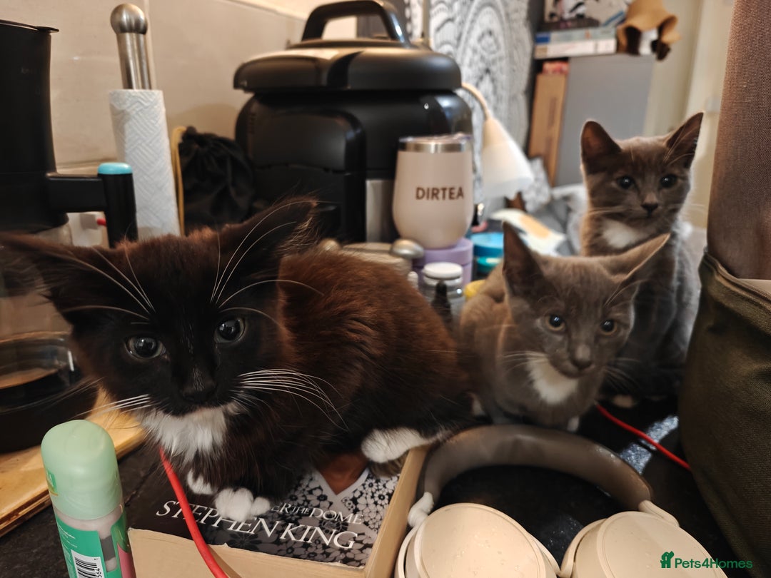 Domestic Shorthair cats for sale: Loving kittens - Image 5