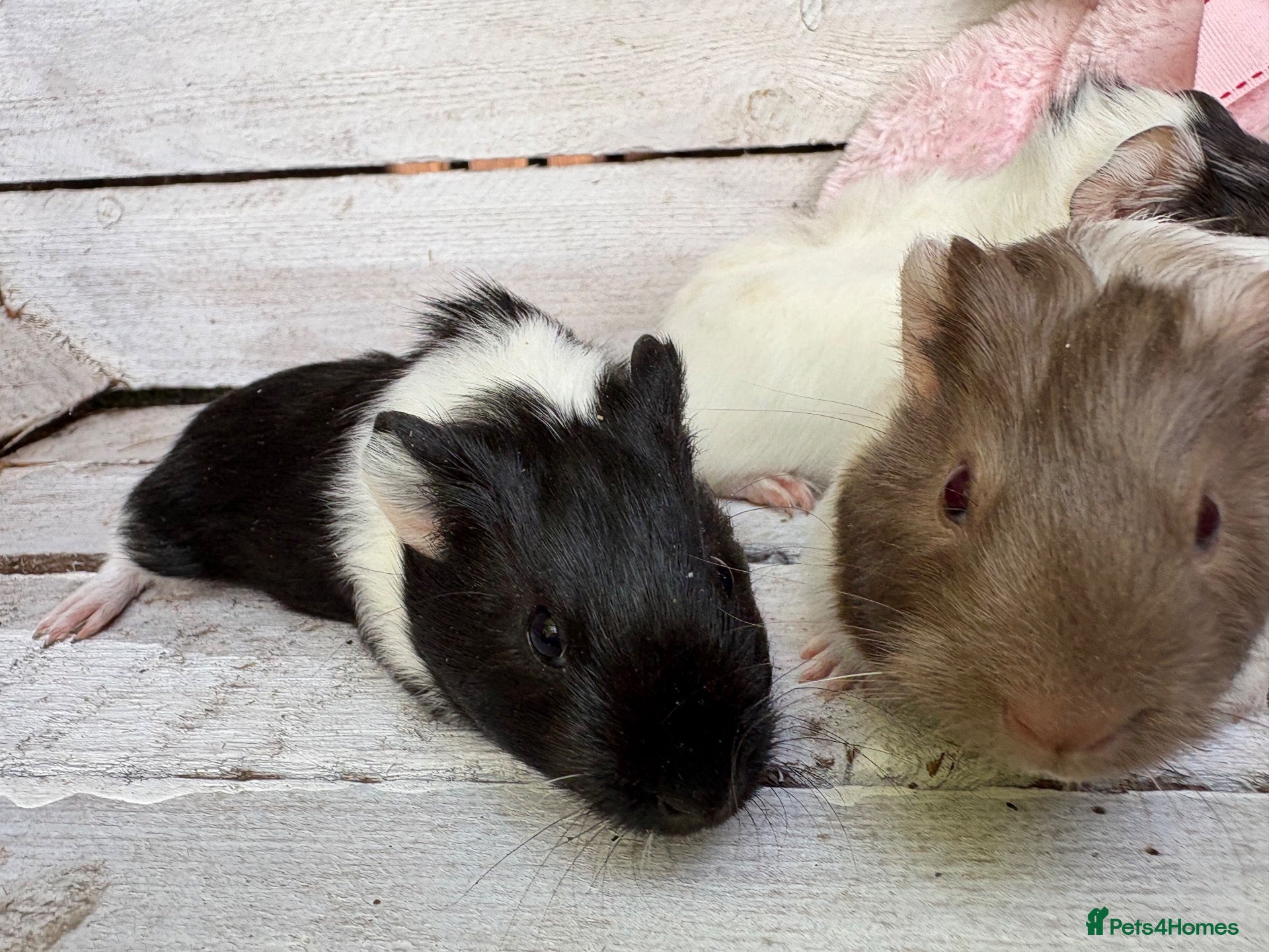 Guinea Pig rodents Trio of beautiful female baby guinea pigs for sale - Advert 7