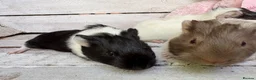 Guinea Pig rodents for sale: Trio of beautiful female baby guinea pigs for sale - Advert 1