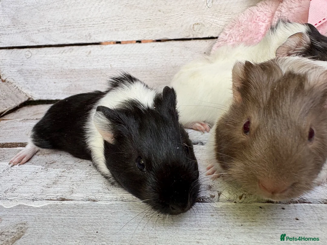 Guinea Pig rodents for sale: Trio of beautiful female baby guinea pigs for sale - Advert 1