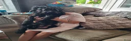 Mixed Breed dogs for sale: Sprockerpoo  in Doncaster - Advert 1