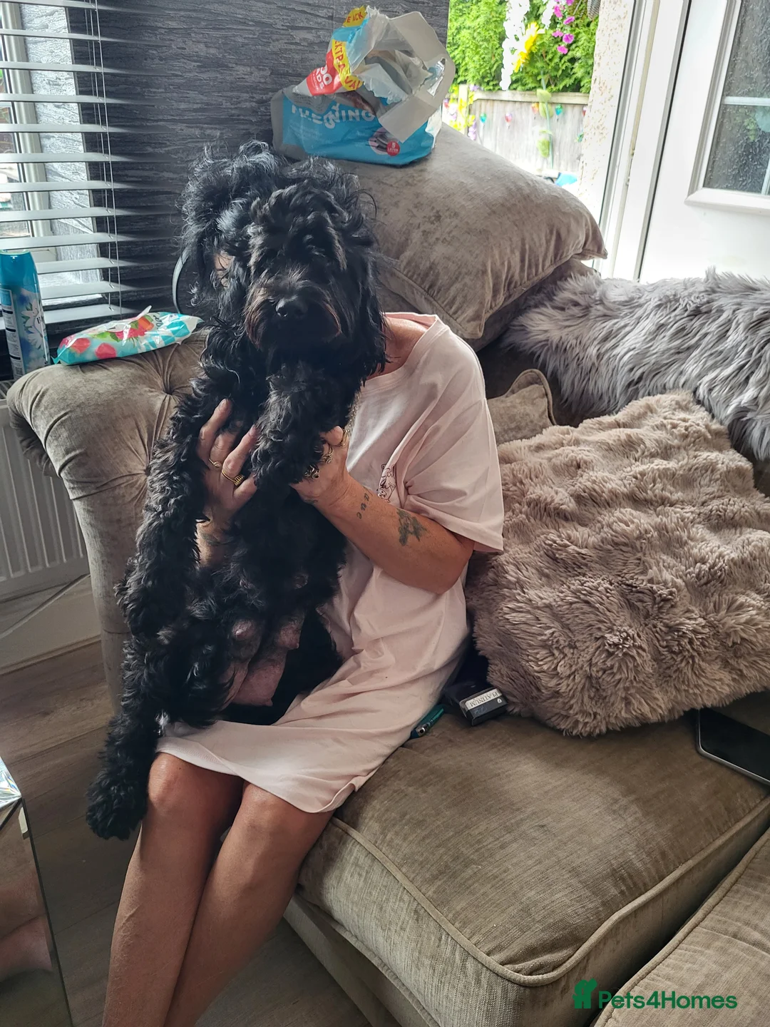 Mixed Breed dogs for sale: Sprockerpoo  in Doncaster - Advert 1
