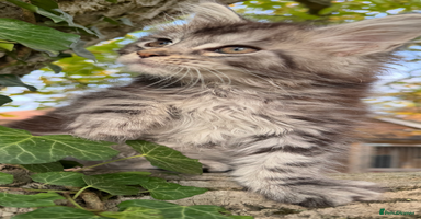 Maine Coon cats - Advert 12