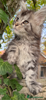 Maine Coon cats - Advert 12
