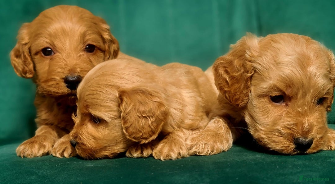 Cavapoo dogs for sale: Cavapoo puppies  - Image 6