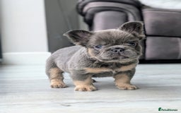 French Bulldog dogs for sale: Beautiful lilac and tan fluffy female  - Image 6