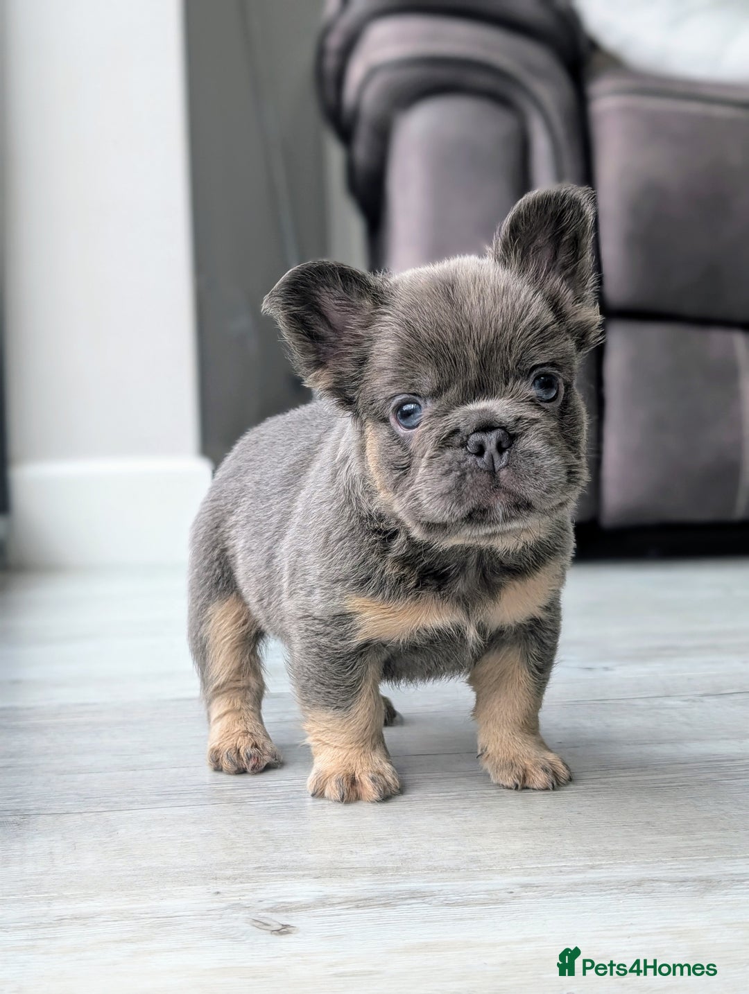 French Bulldog dogs for sale: Beautiful lilac and tan fluffy female  - Image 6