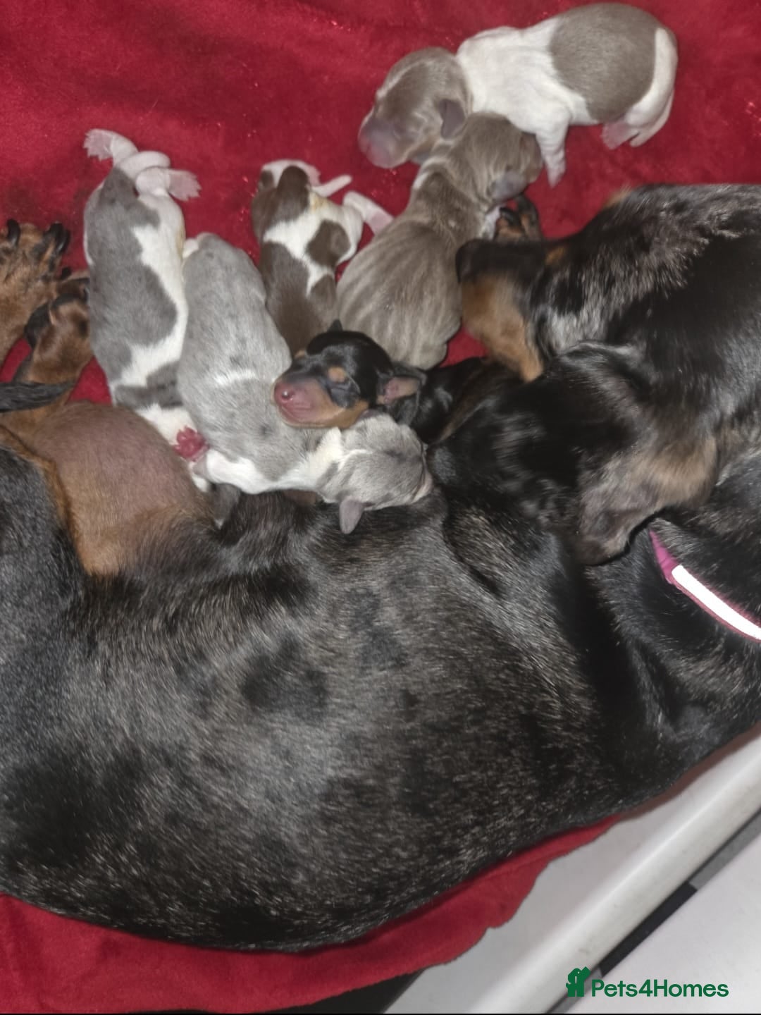 Miniature Dachshund dogs for sale: Miniature dachshund puppies  - Image 4