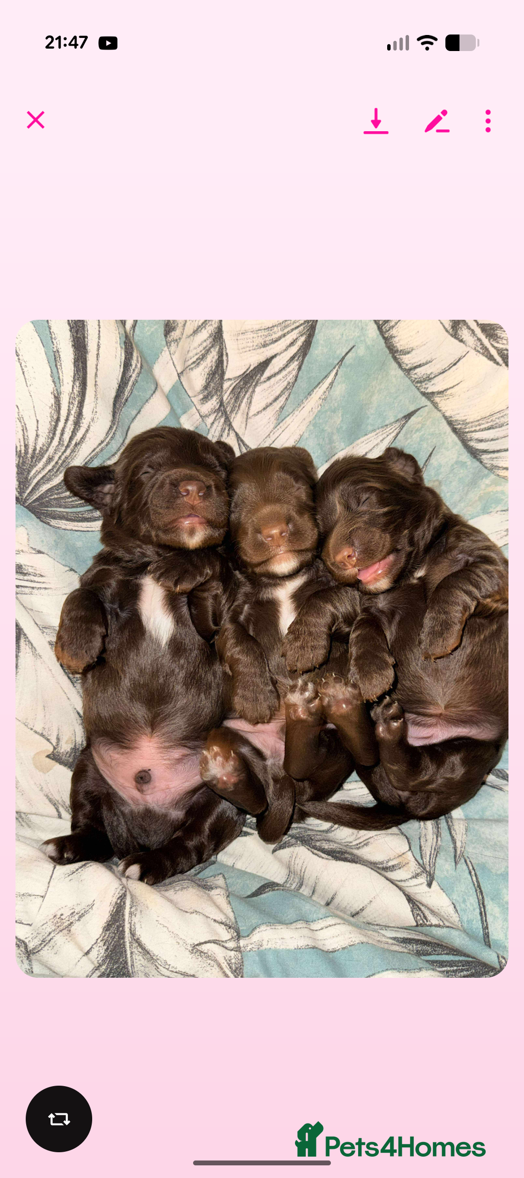 Mixed Breed dogs for sale: Cockspainl  - Image 5