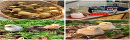 Chickens poultry for sale: Female White Star Chicks and more  - Advert 1