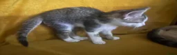 Mixed Breed cats for sale: GORGEOUS KITTENS  - Advert 7