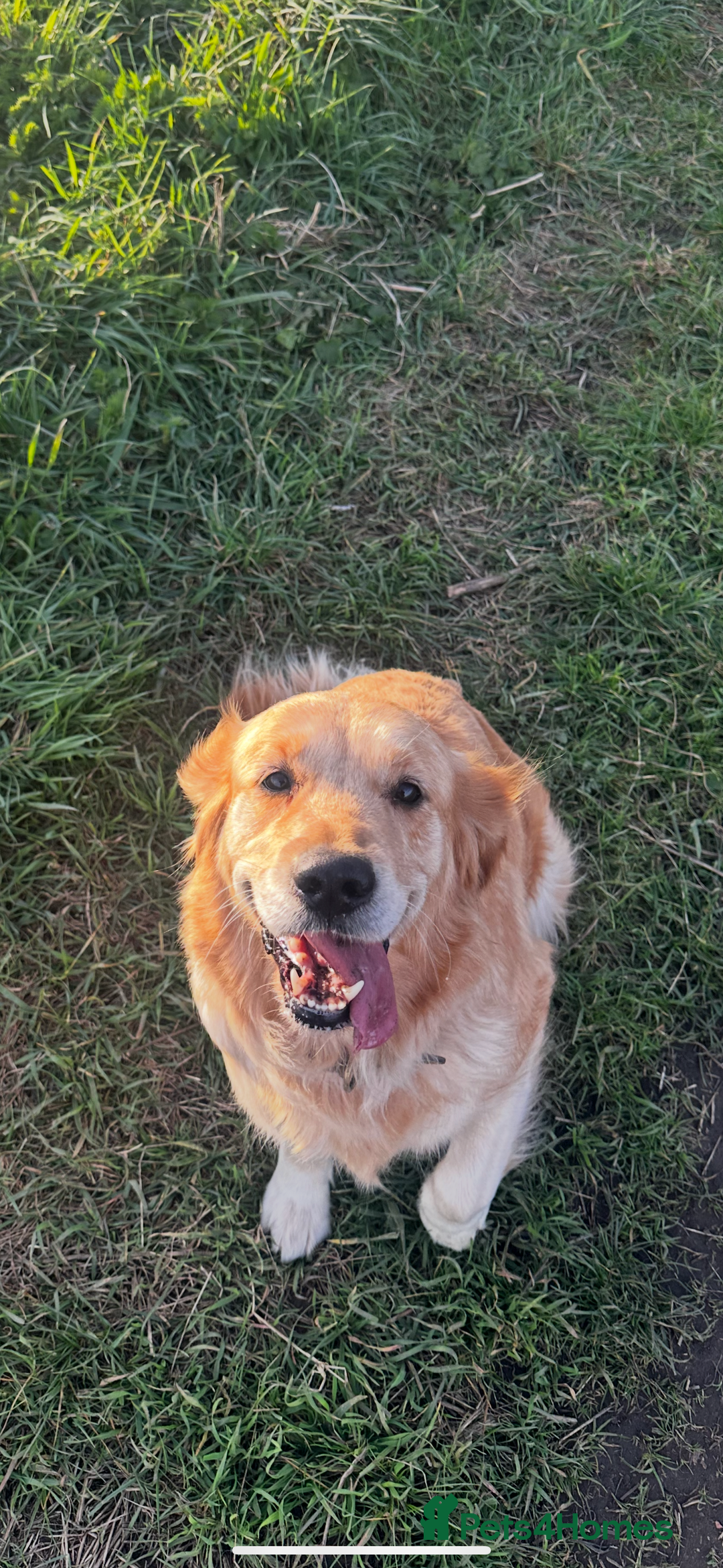 Mixed Breed dogs for sale: Golden retriever x Irish red setter pups 🐶  - Advert 2