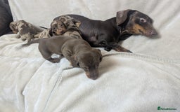 Dachshund dogs for sale: beautiful miniature dachshund puppies - Image 4