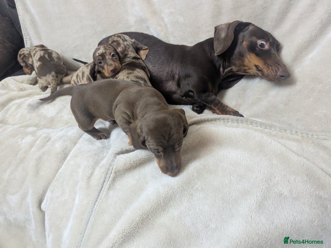 Dachshund dogs for sale: beautiful miniature dachshund puppies - Image 4