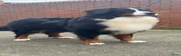 Bernese Mountain Dog dogs for stud: Bernese mountain dog (STUD) - Advert 1