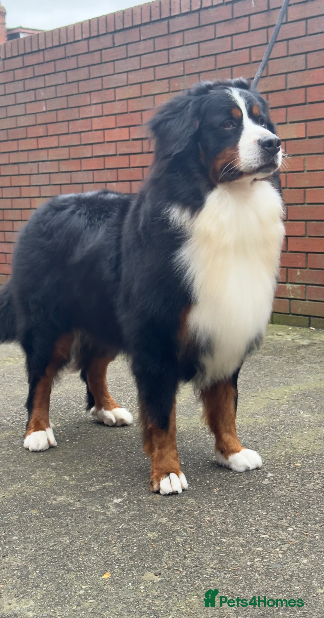 Bernese Mountain Dog dogs for stud: Bernese mountain dog (STUD) - Advert 1