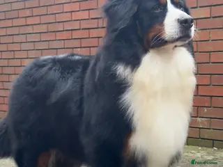 Bernese Mountain Dog dogs Bernese mountain dog (STUD) - Advert 2