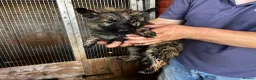 German Shepherd dogs for sale: German shepherd puppies  - Advert 7