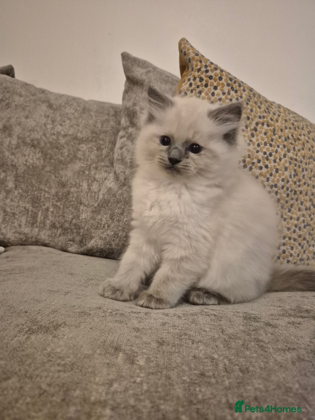 Ragdoll cats for sale: Pure Breed Ragdoll Kittens  - Advert 17