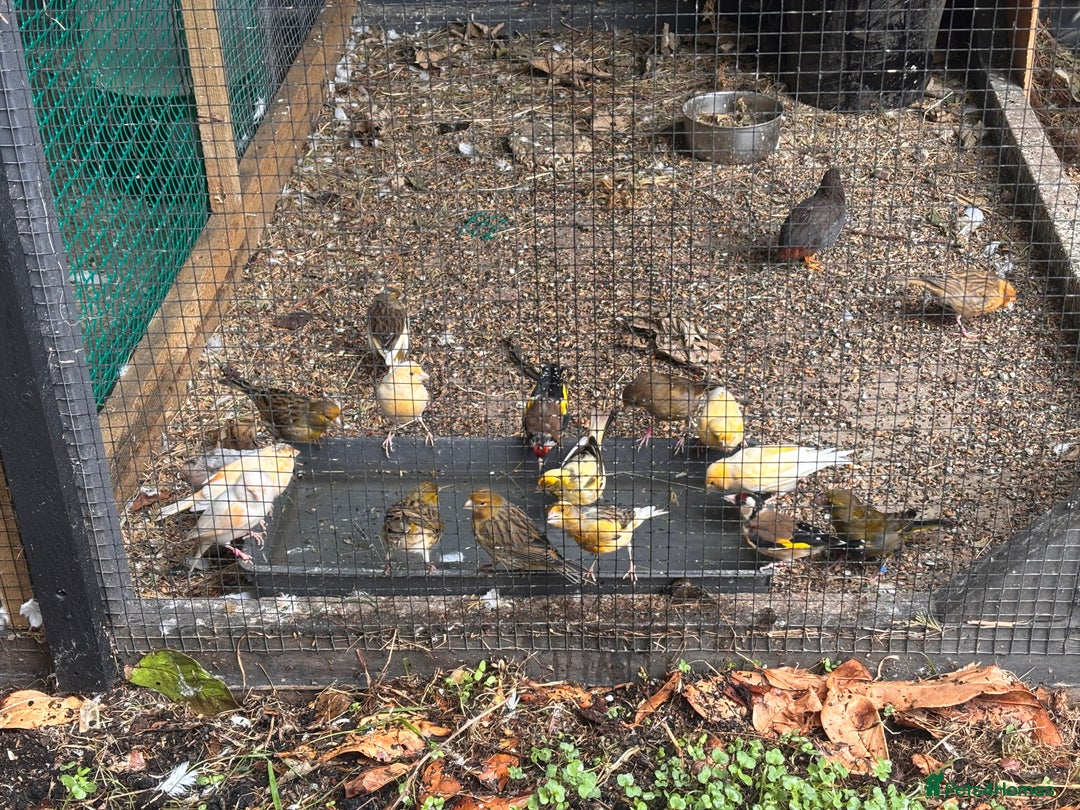 Canaries birds for sale: Canary/goldfinches/greenfinches  - Image 11
