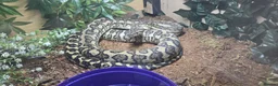 Python Snake reptiles for sale: Carpet python  - Advert 1