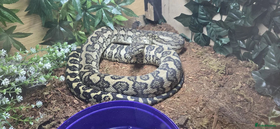 Python Snake reptiles for sale: Carpet python  - Advert 1