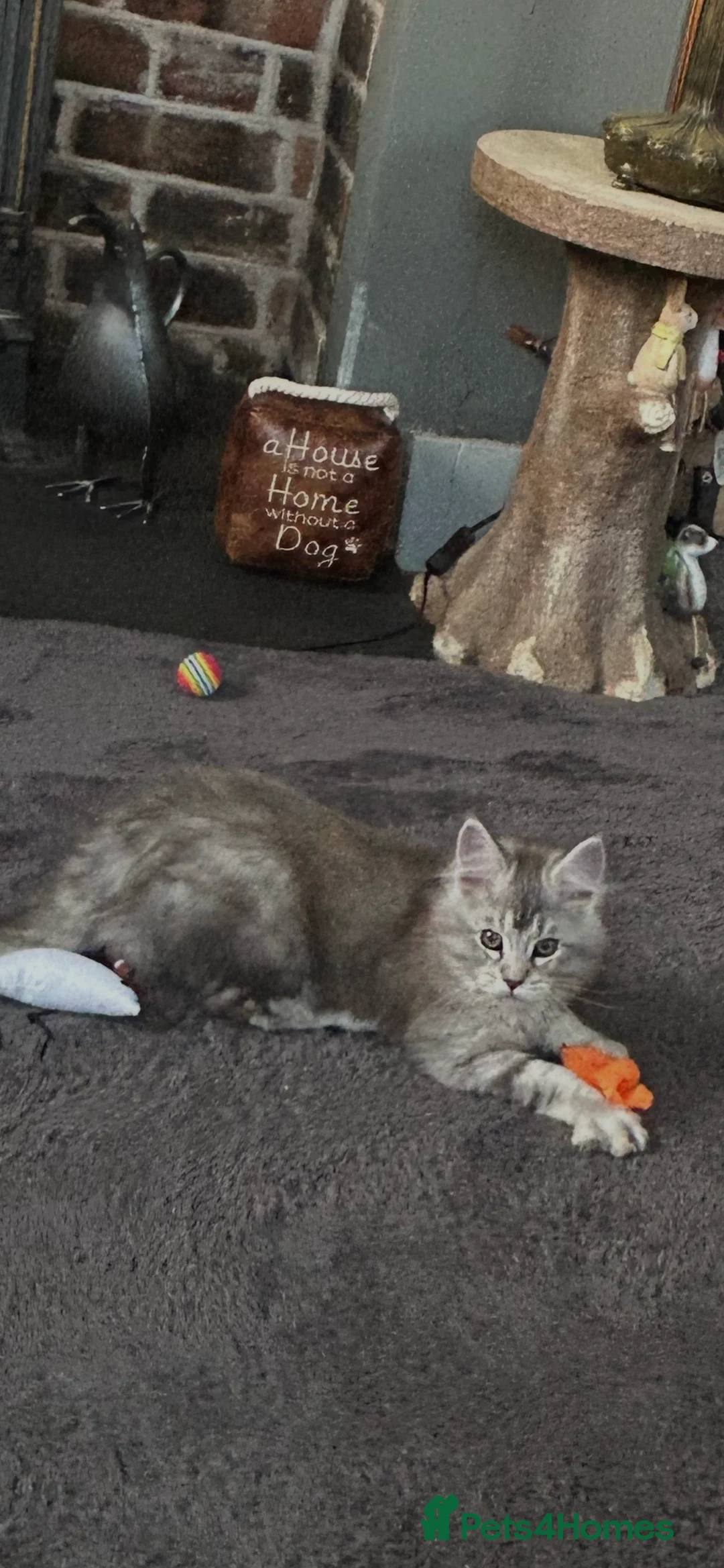 Maine Coon cats for sale: Tica Registered female Maine Coon kittens - Advert 4