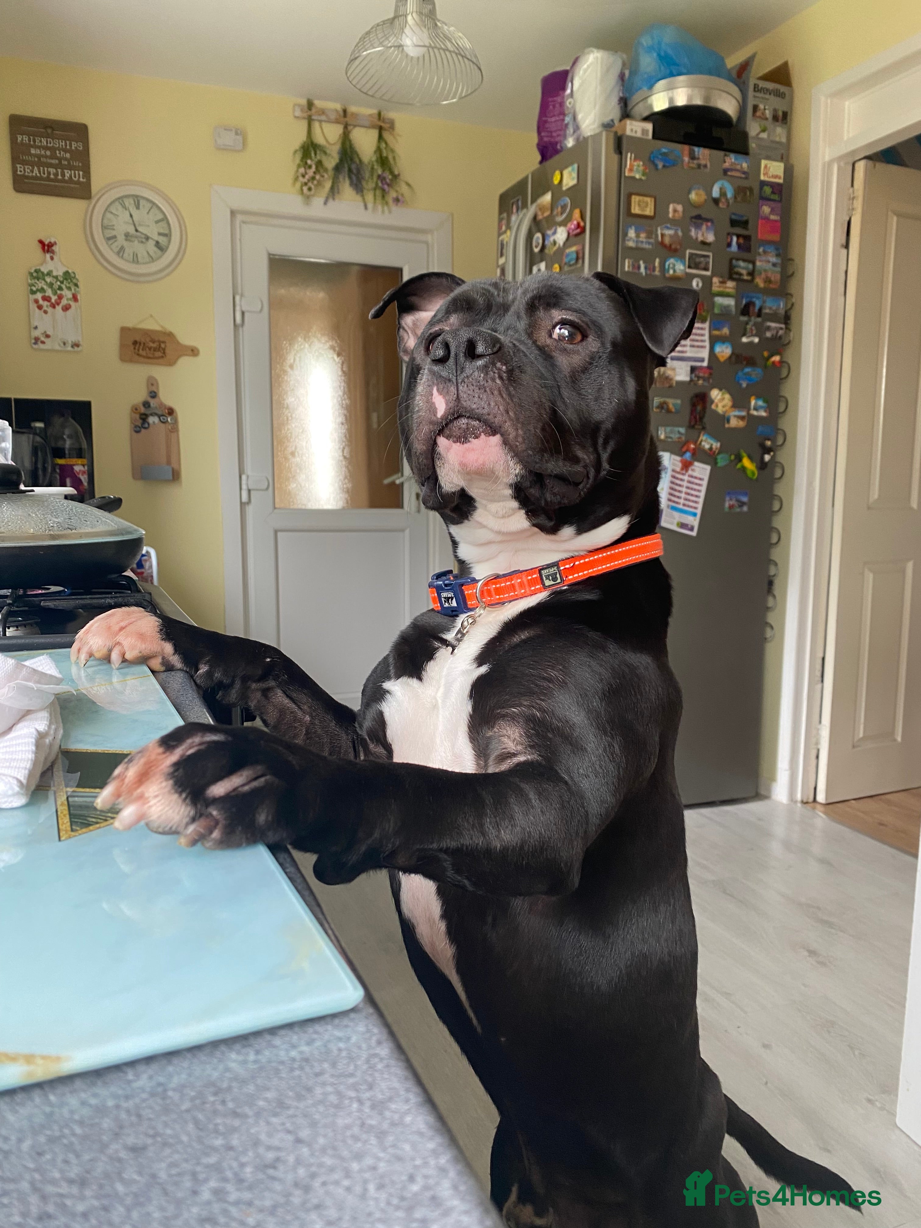 Staffordshire Bull Terrier dogs “Dior” American Staffordshire Bull Terrier Stud - Advert 4