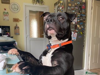 Staffordshire Bull Terrier dogs “Dior” American Staffordshire Bull Terrier Stud - Advert 4