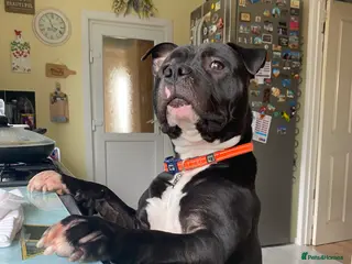 Staffordshire Bull Terrier dogs “Dior” American Staffordshire Bull Terrier Stud - Advert 6