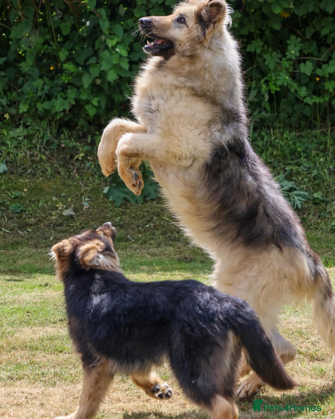 German Shepherd dogs for sale: ❤️KC health tested unique gsd babies 🩷 - Image 14