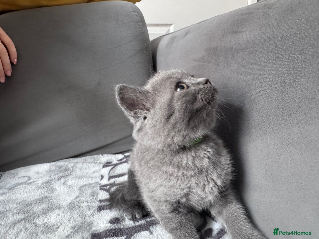 British Shorthair cats for sale: British shorthair Blue so beautiful  - Image 9