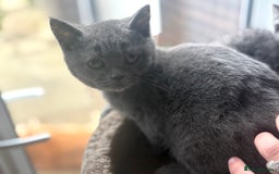 British Shorthair cats for sale: Ready now. Beautiful blue British shorthairs  - Image 1
