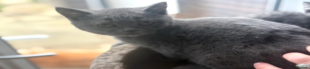 British Shorthair Kitten 2