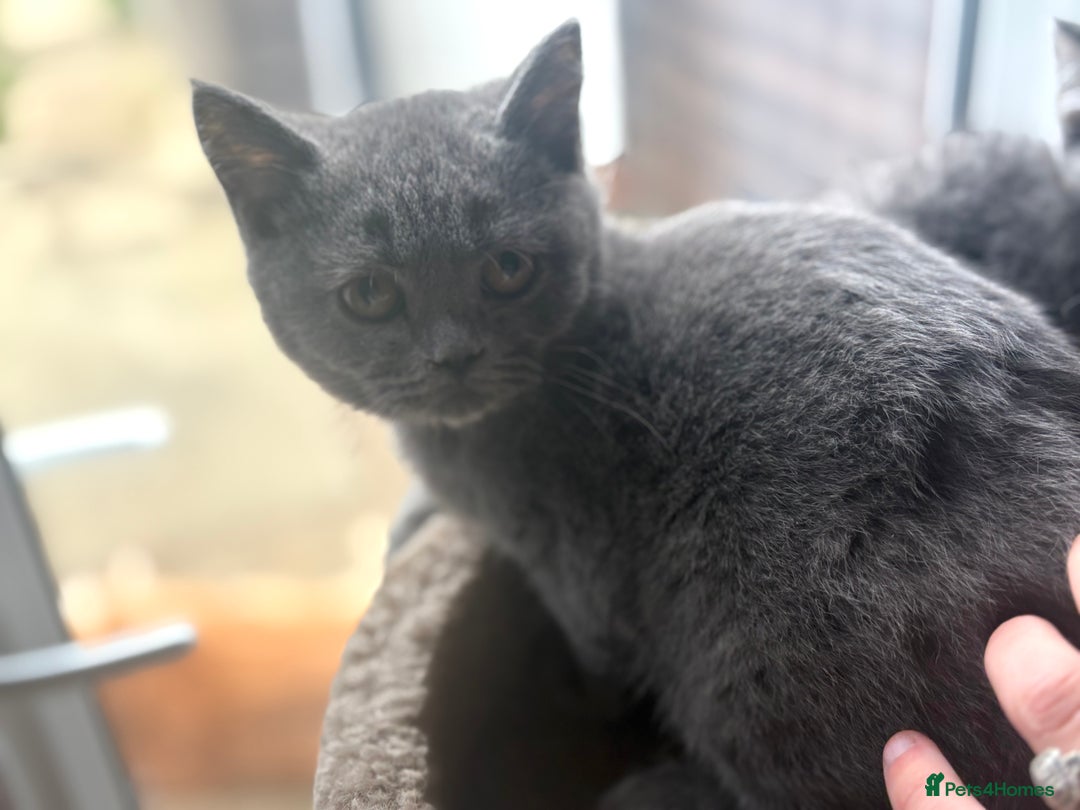 British Shorthair cats for sale: Ready now. Beautiful blue British shorthairs  - Image 1