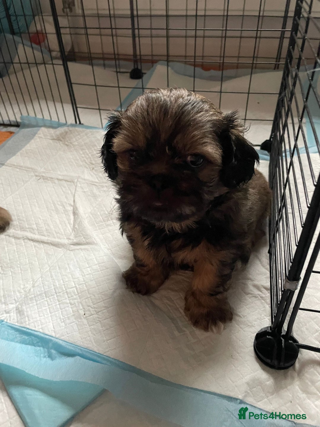 Shih Tzu dogs for sale: Adorable Shih tzu Puppies  - Image 5