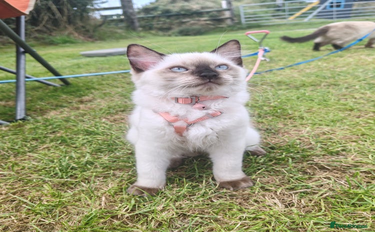 Ragdoll cats in Mexborough - Advert 15