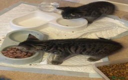 Mixed Breed cats for sale: 5 Kitties  - Image 8